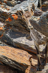 Mountain goat on the top of Mulhacen