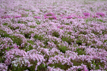 Obraz premium moss field at Shibazakura flower festival