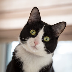 Black and White Tuxedo Cat with Tilted head