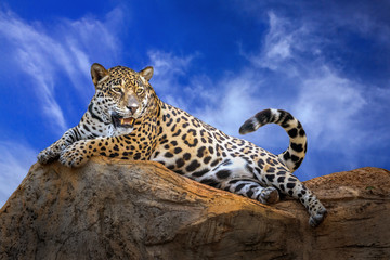 Jaguar is resting on the rocks on a clear day.