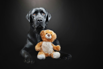 Schwarzer Labrador Retriever liegend mit Teddy Bär