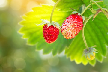 woodland strawberries on the bush
