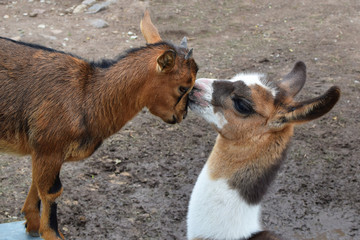Young cute lama kissing little goat on forehead on grey field background with copy space for text. Template for funny happy birthday greeting card. Friendship and love concept.