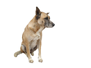 brown dog isolated on white background