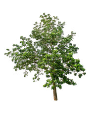Obraz premium Isolated Tree on white background ,Suitable for use in landscape design, Tree from thailand, Asia