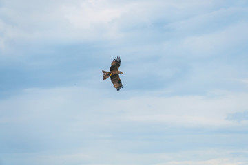 Bird of prey flying against cloudy sky