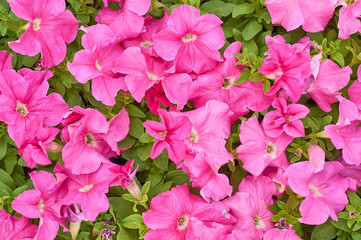 many bright young flowers petunia