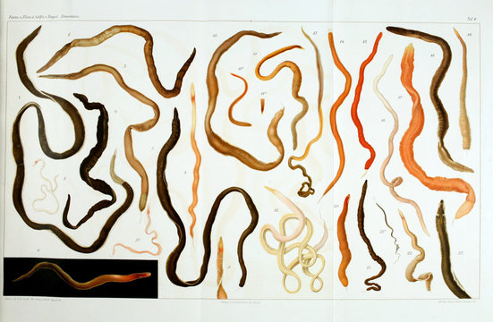 Illustration of worms