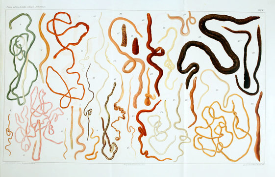 Illustration of worms