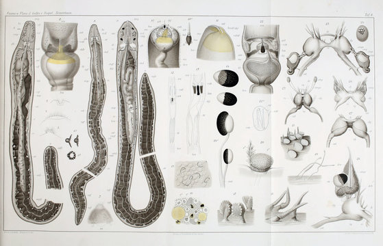 Illustration of worms