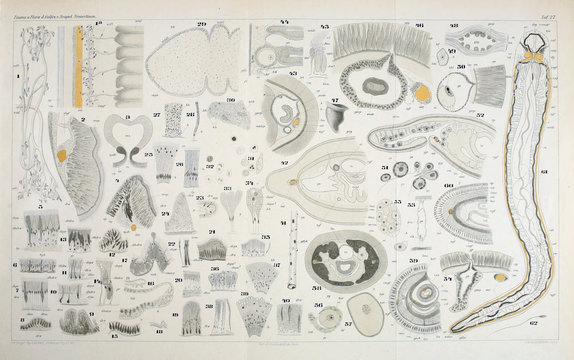 Illustration of worms