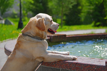 labrador retriever standing near fountain basin in city park