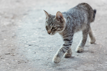Young gray cat walks along the asphalt.