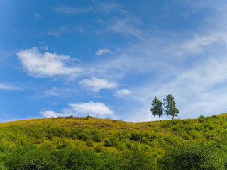 Fototapeta na wymiar Two isolated trees on top of a green hill with blue sky background 