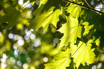 Green leaves in sunlight against a blue sky