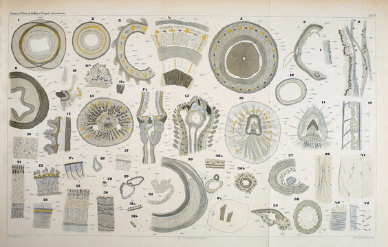 Illustration of worms