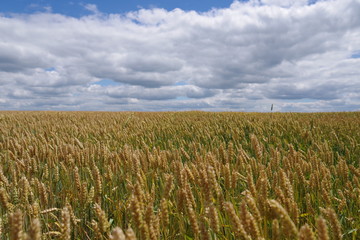 wheat field with a cloudy sky