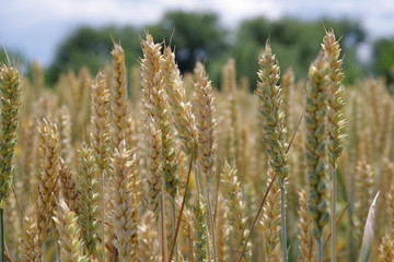 ears of golden wheat on the field