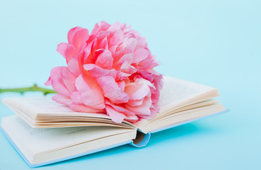 Peony flower and book on blue background