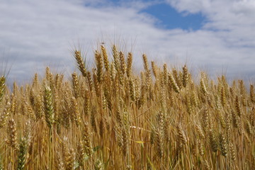 wheat field with a cloudy sky