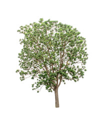 Fototapeta na wymiar Isolated Tree on white background ,Suitable for use in landscape design, Tree from thailand, Asia