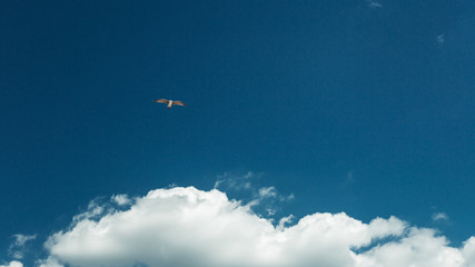 Freedom Peace Independence Concept. Pigeon Fly In The Blue Sky