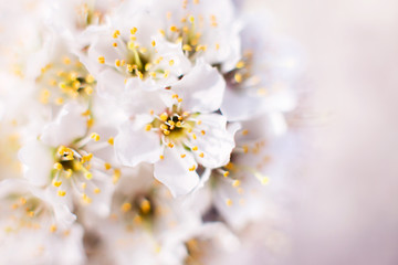 branch of a flowering tree. tree in bloom