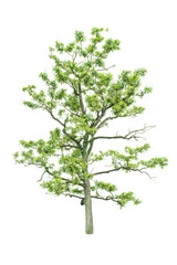 Fototapeta premium Isolated Tree on white background ,Suitable for use in landscape design, Tree from thailand, Asia