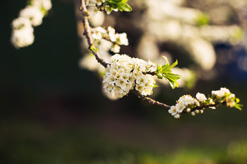 branch of a flowering tree. tree in bloom
