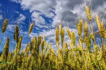Obraz premium wheat field with a cloudy sky