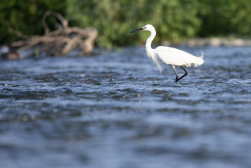 Little egret wades in the shallows of the river.
