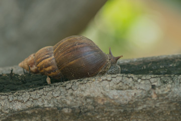 Close-up to Snail on the tree in the garden.