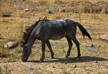Horse in Turgen Gorge. Kazakhstan