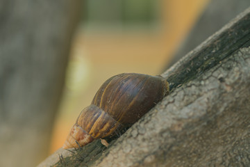 Close-up to Snail on the tree in the garden.