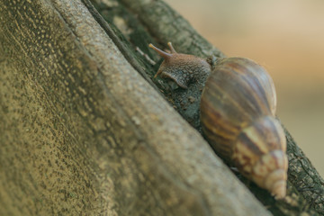 Close-up to Snail on the tree in the garden.