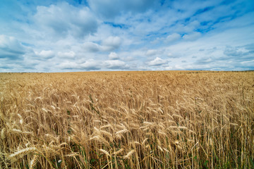 Landwirtschaft, Feld mit Wolken