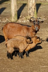 Zwergziege Ziege mit Zicklein