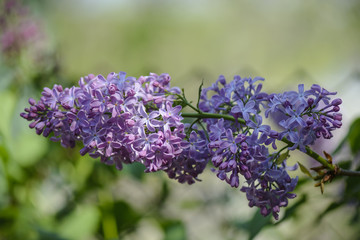 Close up of a Lilac branch with flowers against blurry background.