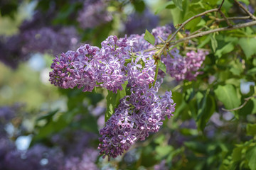 Close up of a Lilac branch with flowers against blurry background.