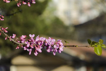 Peach tree branch with flowers closed and opened
