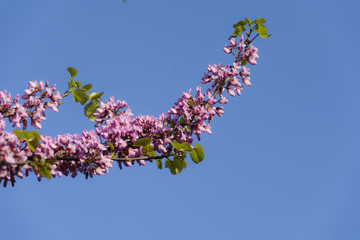 Peach tree branch with flowers closed and opened against blue sky.