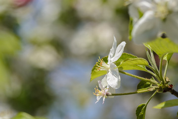 close up of Wild cherry flower against blurry background.