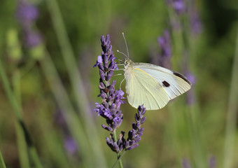 Papillon blanc et noir qui prend le nectar sur brin de lavande du jardin nature avec fond vert macro