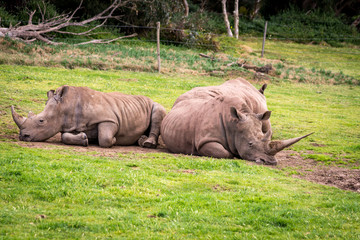 Obraz premium sleeping group of rhinoceros
