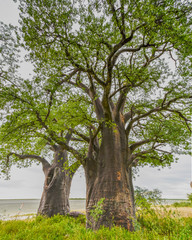 baobab tree