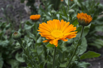 Calendula Flower, Herbal Medicine.