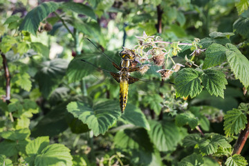 Dragonfly on raspberry bush.