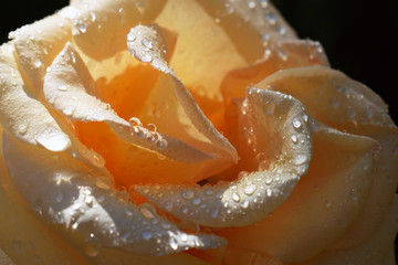raindrops on the bud