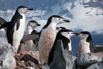 Chinstraps penguins in Antarctica