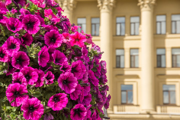 Fototapeta na wymiar Bright purple mauve flowers on a foreground and a building with columns.